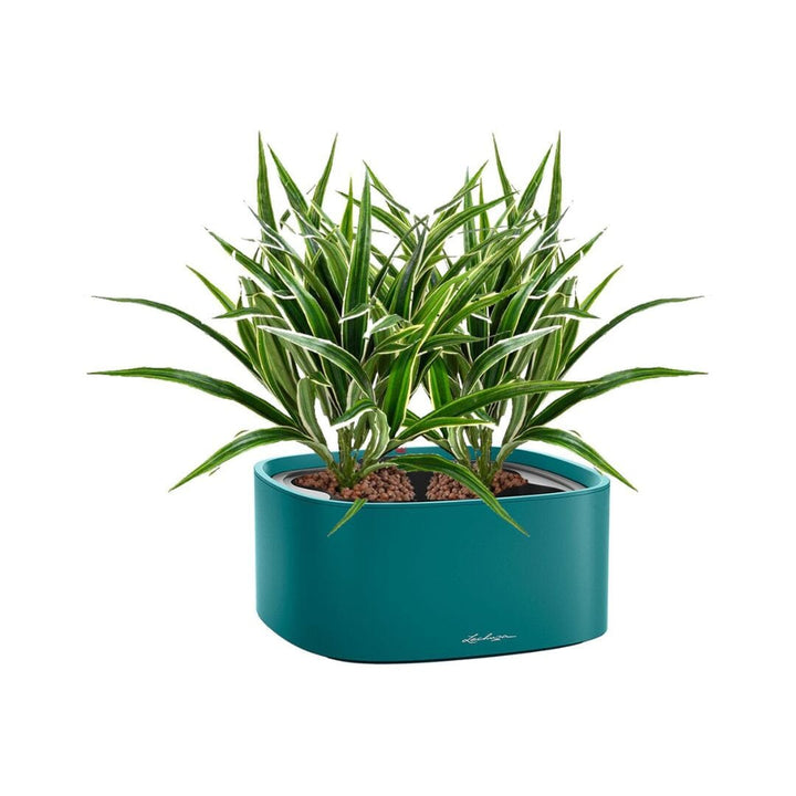 Chlorophytum Lechuza Pila PLANTES ARTIFICIELLES Location/Entretien (HT/mois) Bleu 