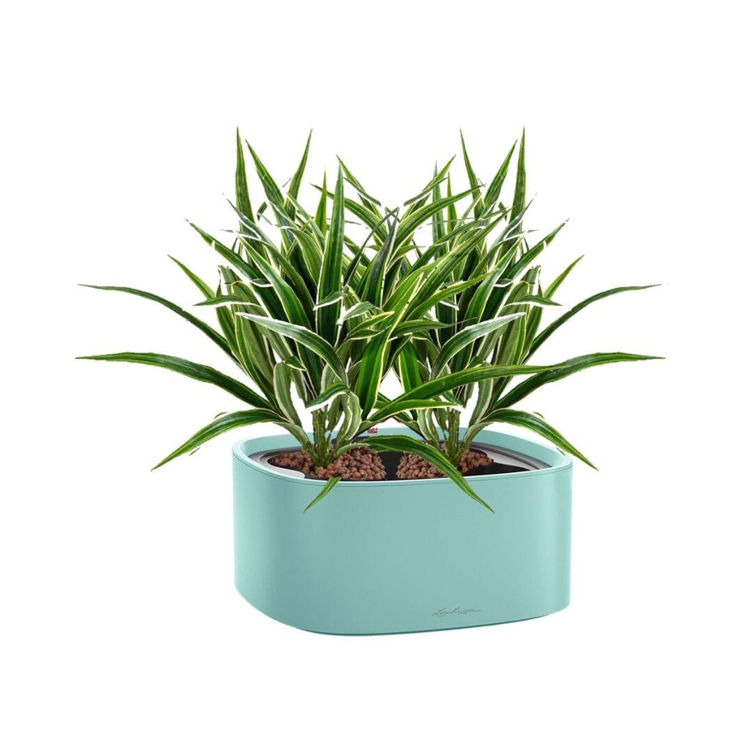 Chlorophytum Lechuza Pila PLANTES ARTIFICIELLES Location/Entretien (HT/mois) Vert 