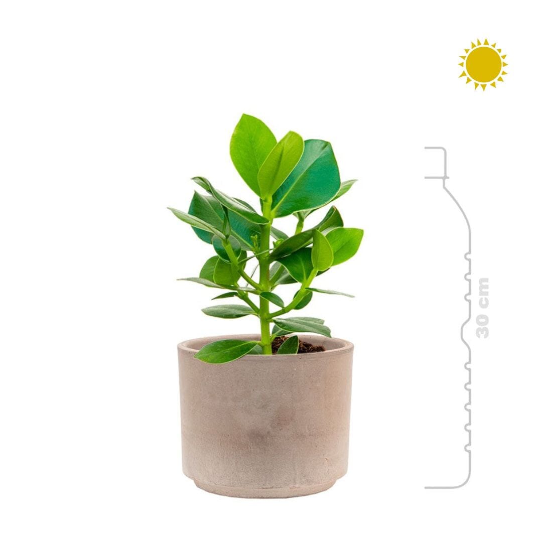 Clusia rosea Terra Cotta15 PLANTES ET POTS DE BUREAUX 