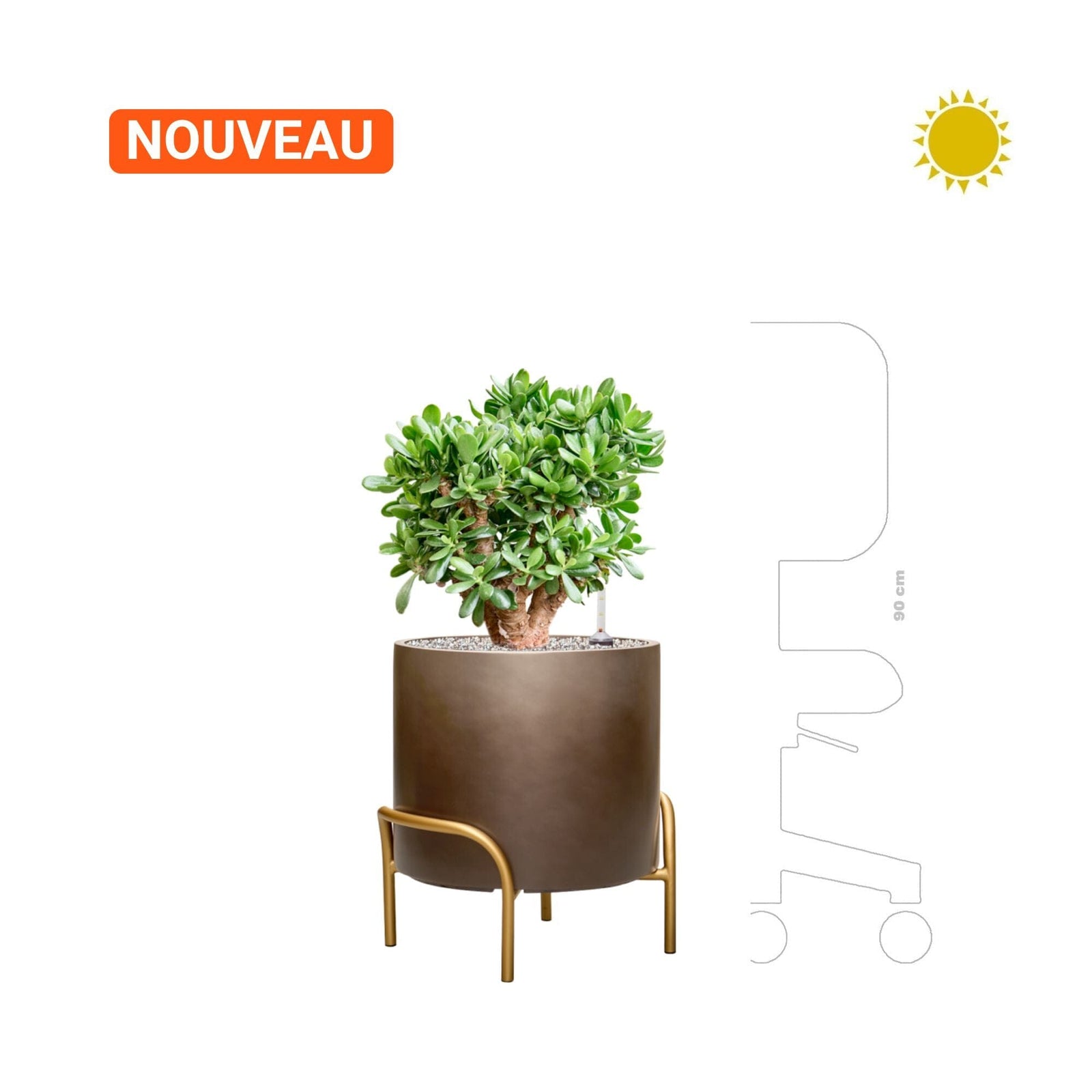 Crassula 'Ovata' Baq Gradient Elevated Cylinder PLANTES ET POTS DE BUREAUX 