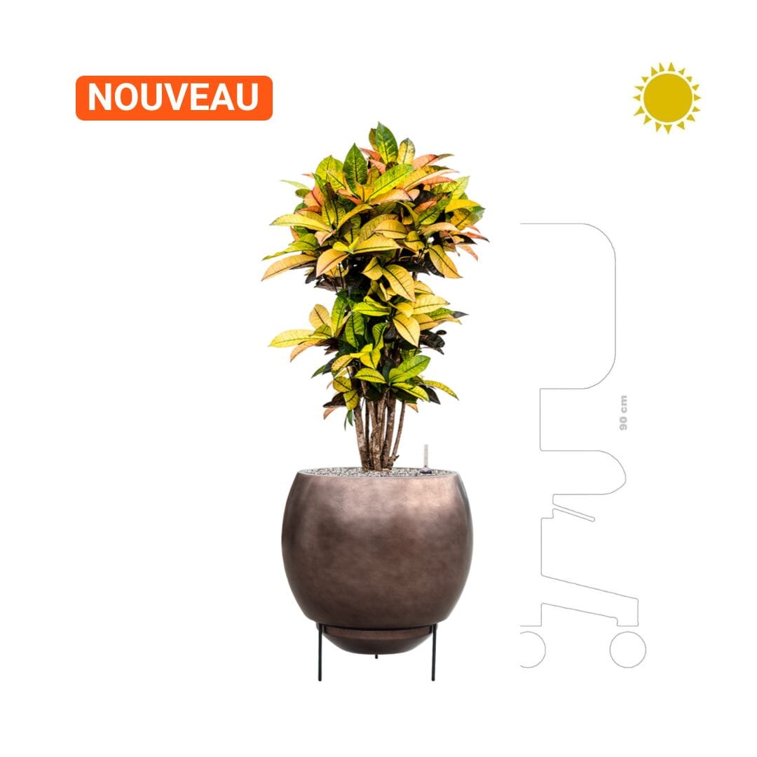 Croton variegatum 'Mrs. Iceton' Baq Metallic Silver leaf PLANTES ET POTS DE BUREAUX 