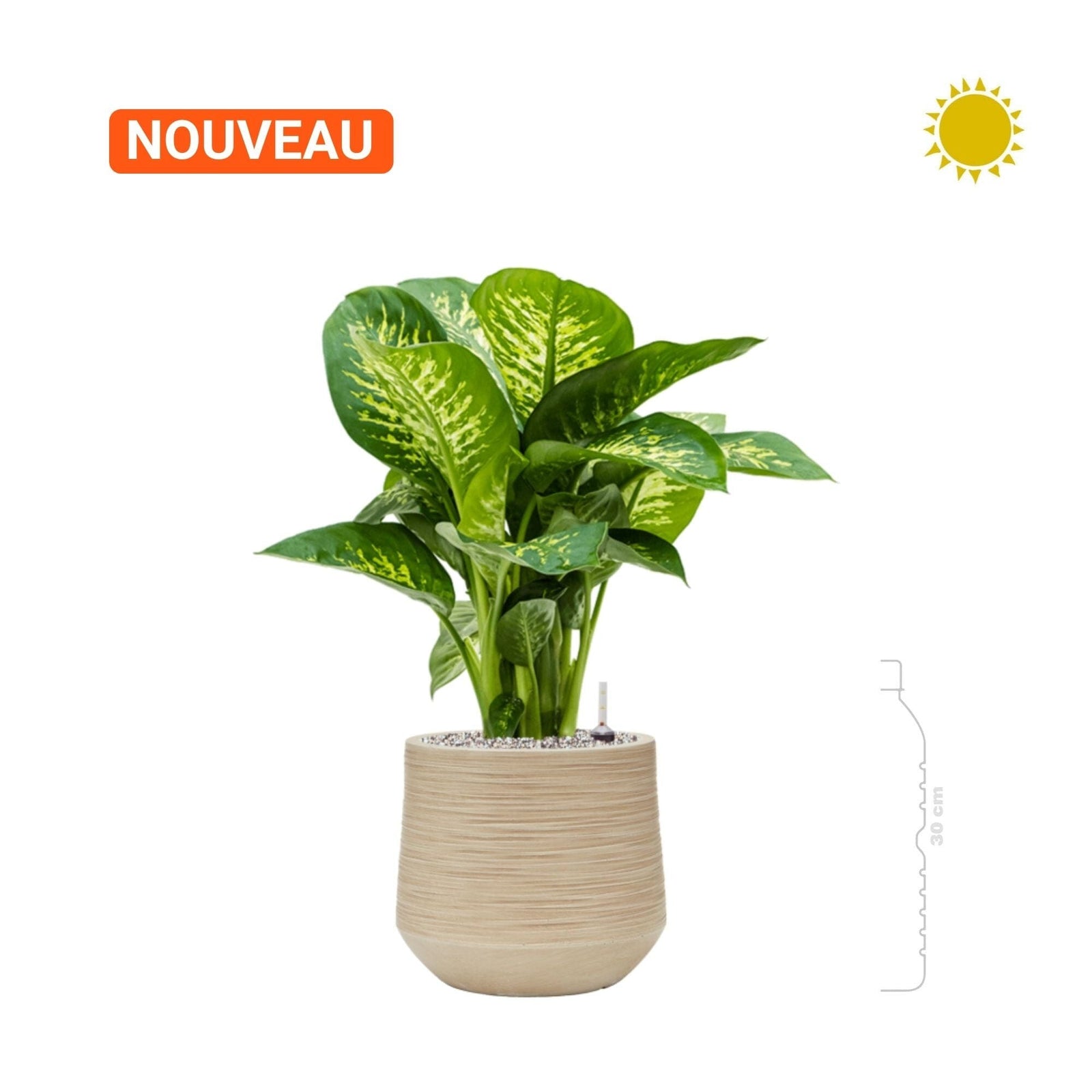 Dieffenbachia Baq Dune26 PLANTES ET POTS DE BUREAUX 