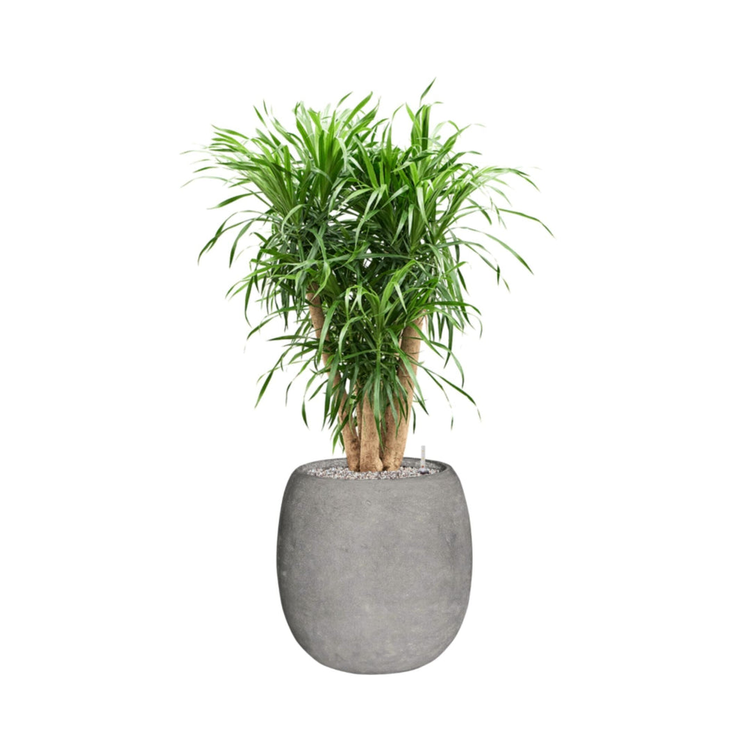 Dracaena dans pot polystone gris