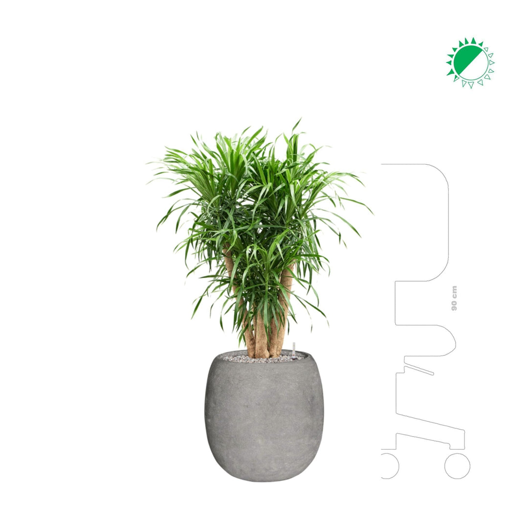 dracaena anita dans un pot polystone gris