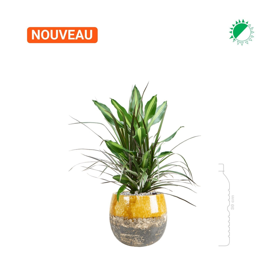 Dracaena combo Lindy20 PLANTES ET POTS DE BUREAUX 