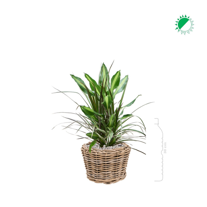 Dracaena combo Osier Rattan PLANTES ET POTS DE BUREAUX Naturelle Location/entretien (HT/mois) 