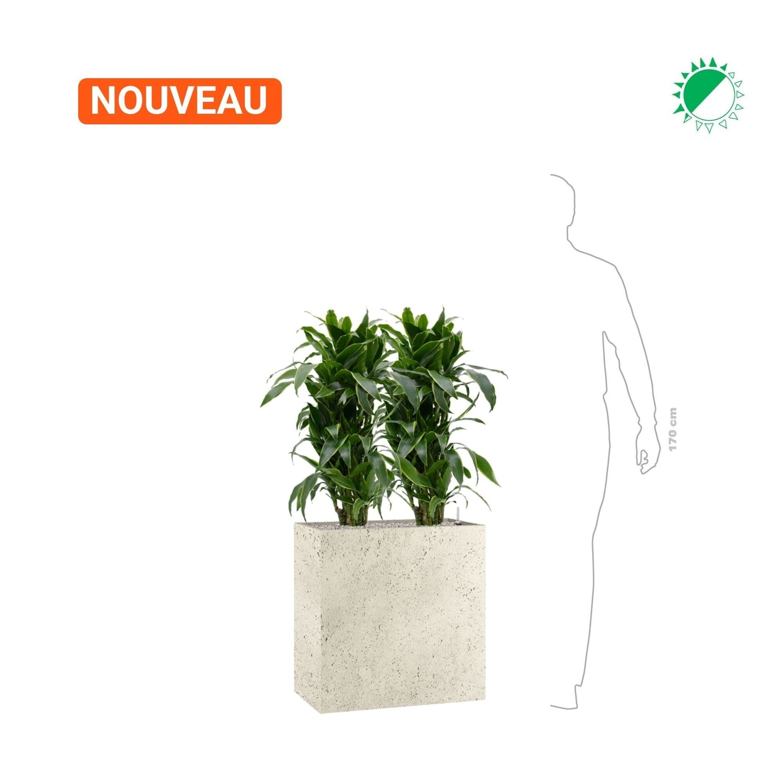 Dracaena fragrans 'Arturo' Grigio68 PLANTES ET POTS DE BUREAUX 