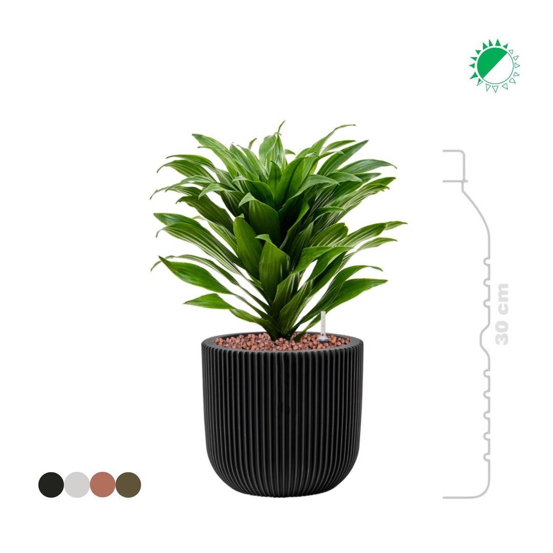 Dracaena-fragrans 'Compacta'-Capi Nature Groove-15 PLANTES ET POTS DE BUREAUX 