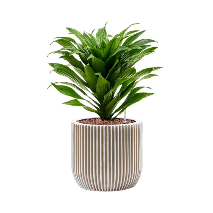 Dracaena-fragrans 'Compacta'-Capi Nature Groove-15 PLANTES ET POTS DE BUREAUX Location/Entretien (HT/mois) Blanc 