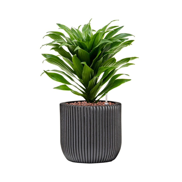 Dracaena-fragrans 'Compacta'-Capi Nature Groove-15 PLANTES ET POTS DE BUREAUX Location/Entretien (HT/mois) Noir 