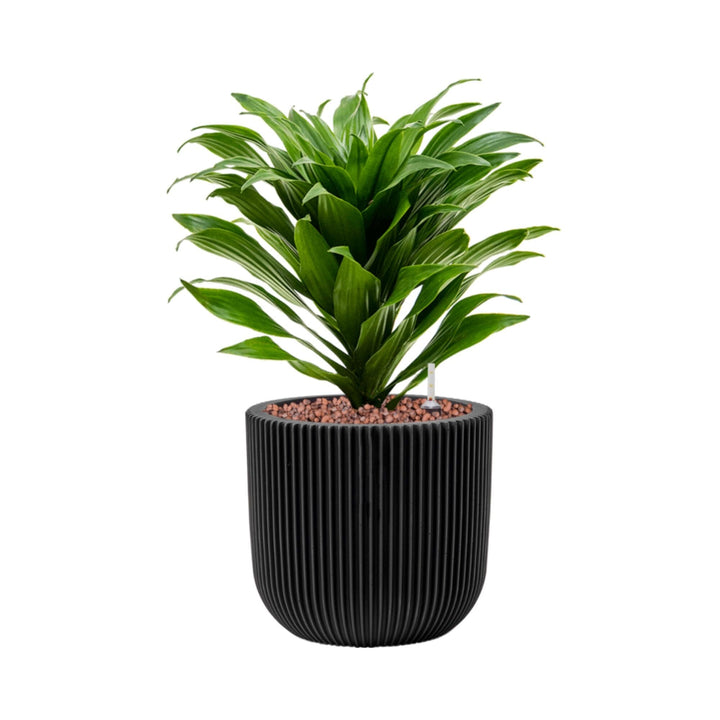 Dracaena-fragrans 'Compacta'-Capi Nature Groove-15 PLANTES ET POTS DE BUREAUX Location/Entretien (HT/mois) Noir intense 