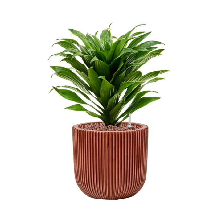 Dracaena-fragrans 'Compacta'-Capi Nature Groove-15 PLANTES ET POTS DE BUREAUX Location/Entretien (HT/mois) Rouge 