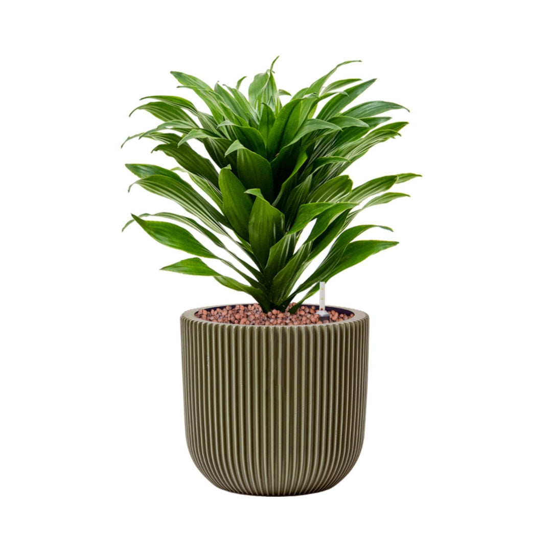 Dracaena-fragrans 'Compacta'-Capi Nature Groove-15 PLANTES ET POTS DE BUREAUX Location/Entretien (HT/mois) Vert 