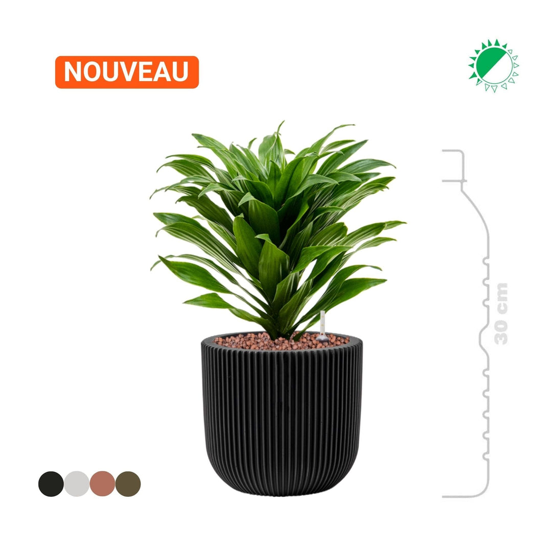 Dracaena fragrans 'Compacta' Capi Nature Groove15 PLANTES ET POTS DE BUREAUX 