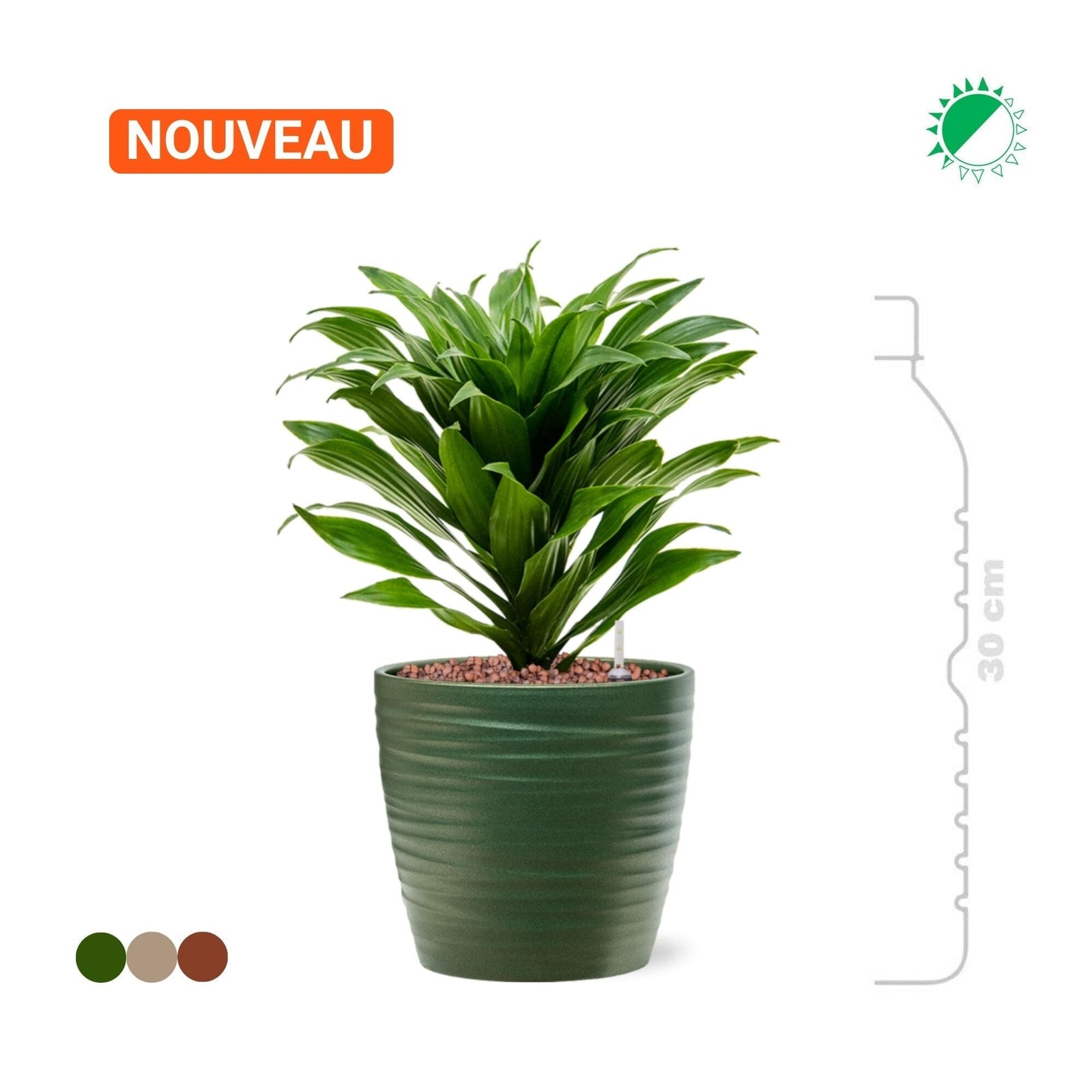 Dracaena fragrans 'Compacta' Groove15 PLANTES ET POTS DE BUREAUX 