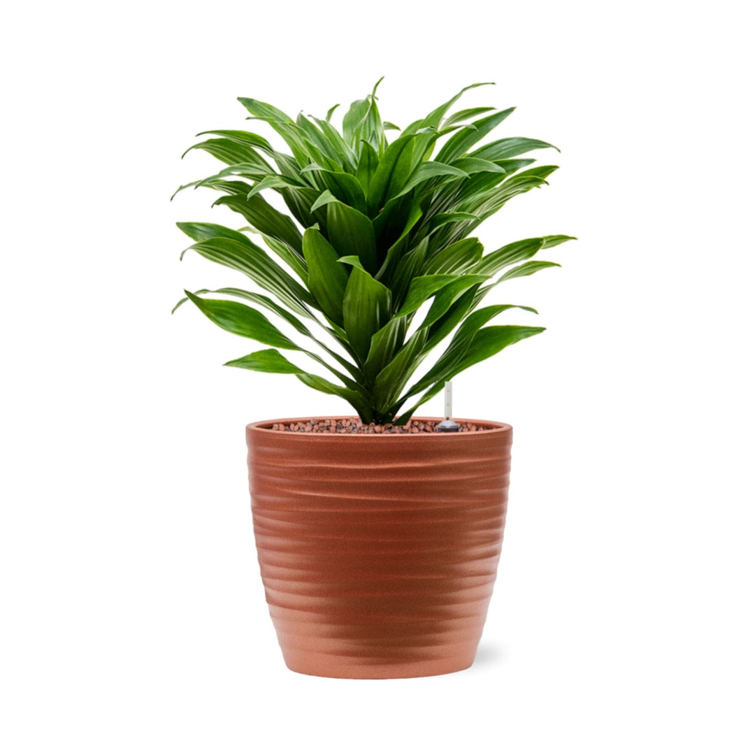 dracaena fragrans entretien Dracaena fragrans 'Compacta' Groove15 – Boutique Biowork