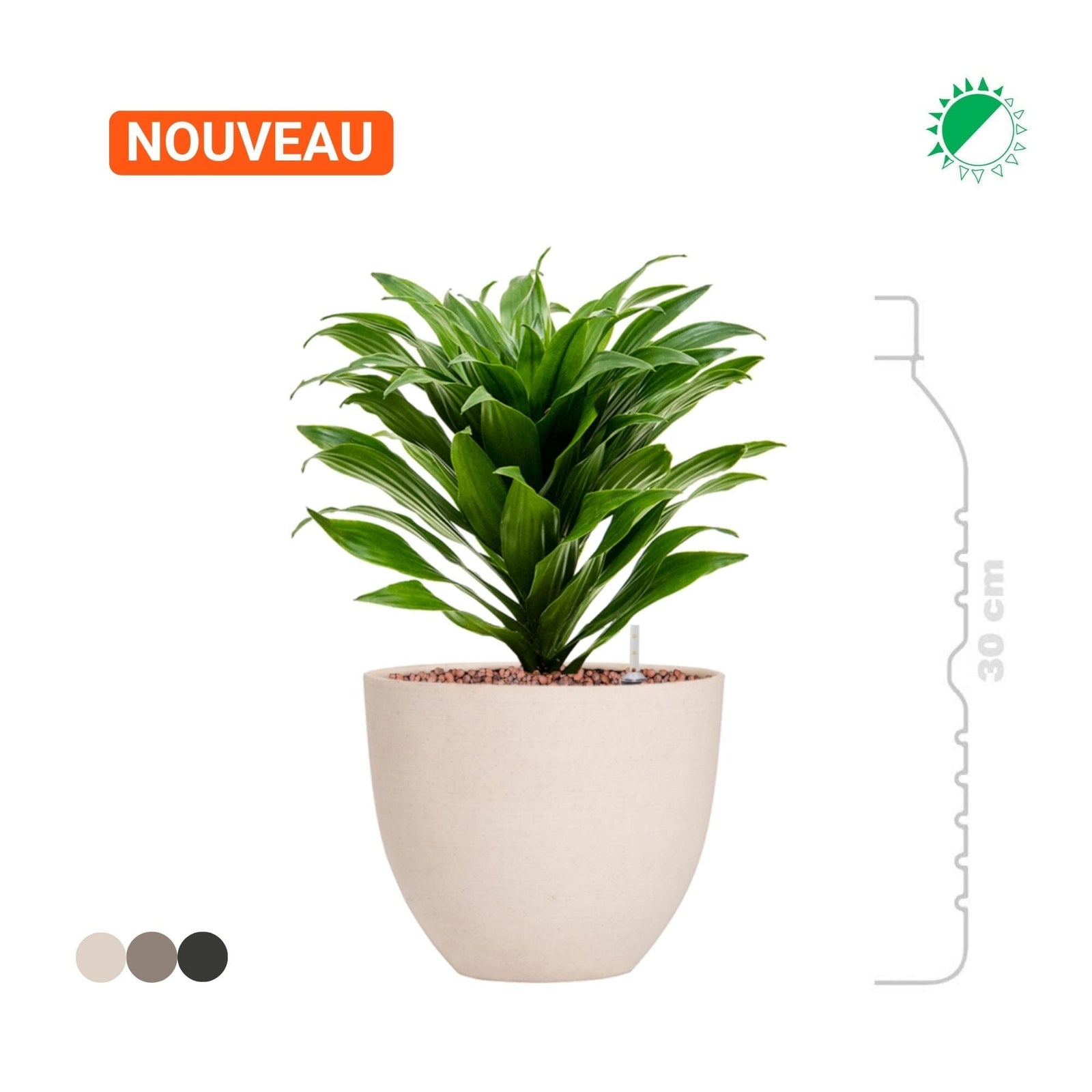 Dracaena fragrans 'Compacta' Refined15 PLANTES ET POTS DE BUREAUX 