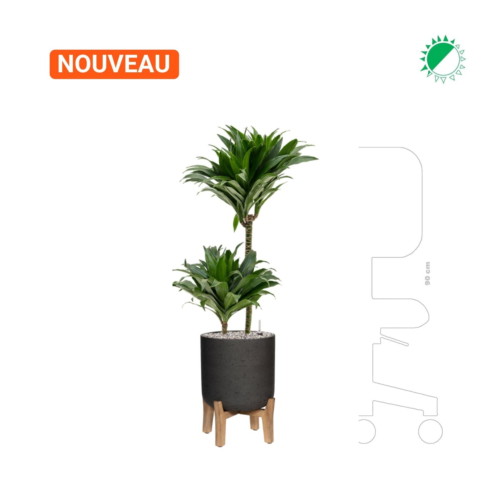 Dracaena fragrans 'Compacta' Rough With Feet Low PLANTES ET POTS DE BUREAUX 