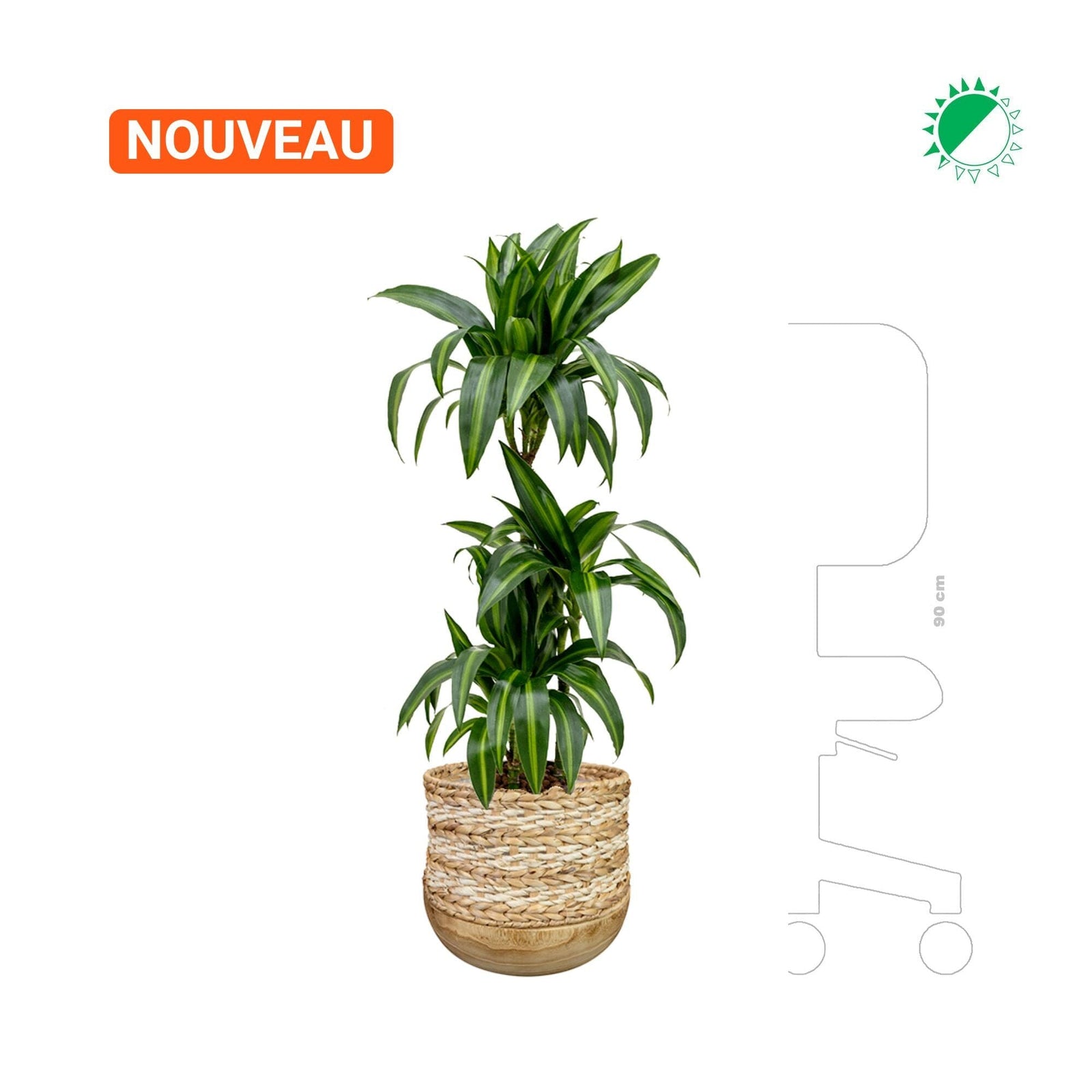 Dracaena fragrans en Diede PLANTES ET POTS DE BUREAUX 