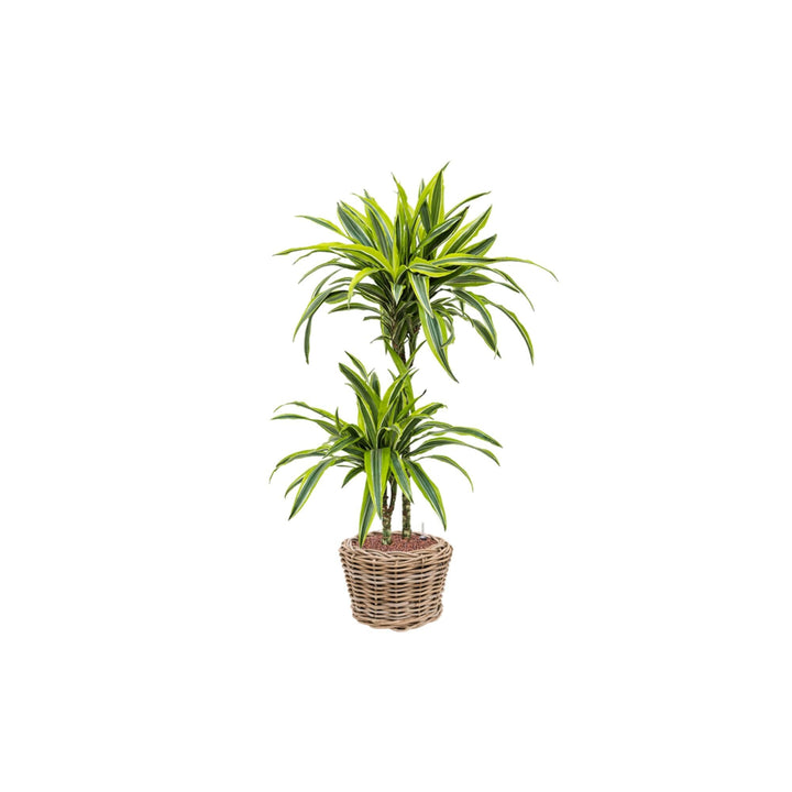 Dracaena fragrans 'Lemon Lime' PLANTES ET POTS DE BUREAUX 