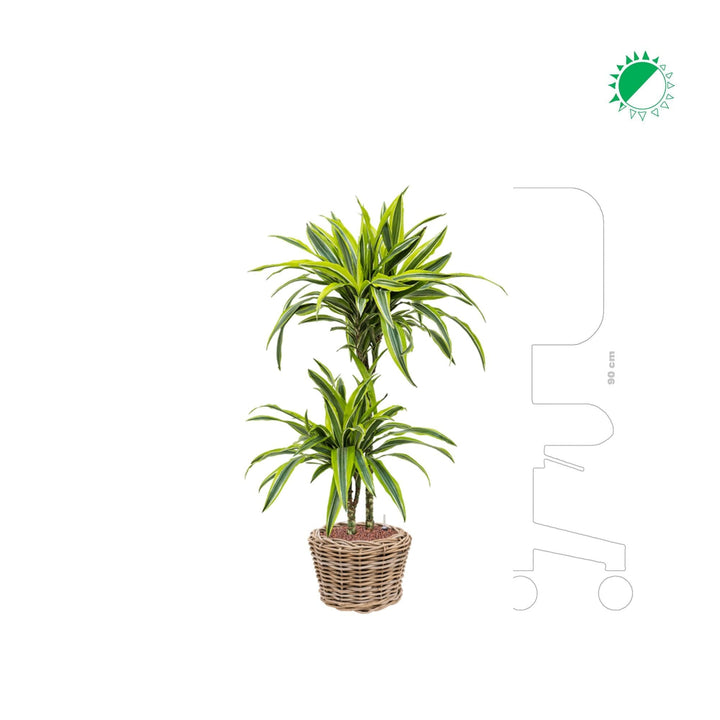 Dracaena fragrans 'Lemon Lime' PLANTES ET POTS DE BUREAUX Naturelle Location/entretien (HT/mois) 