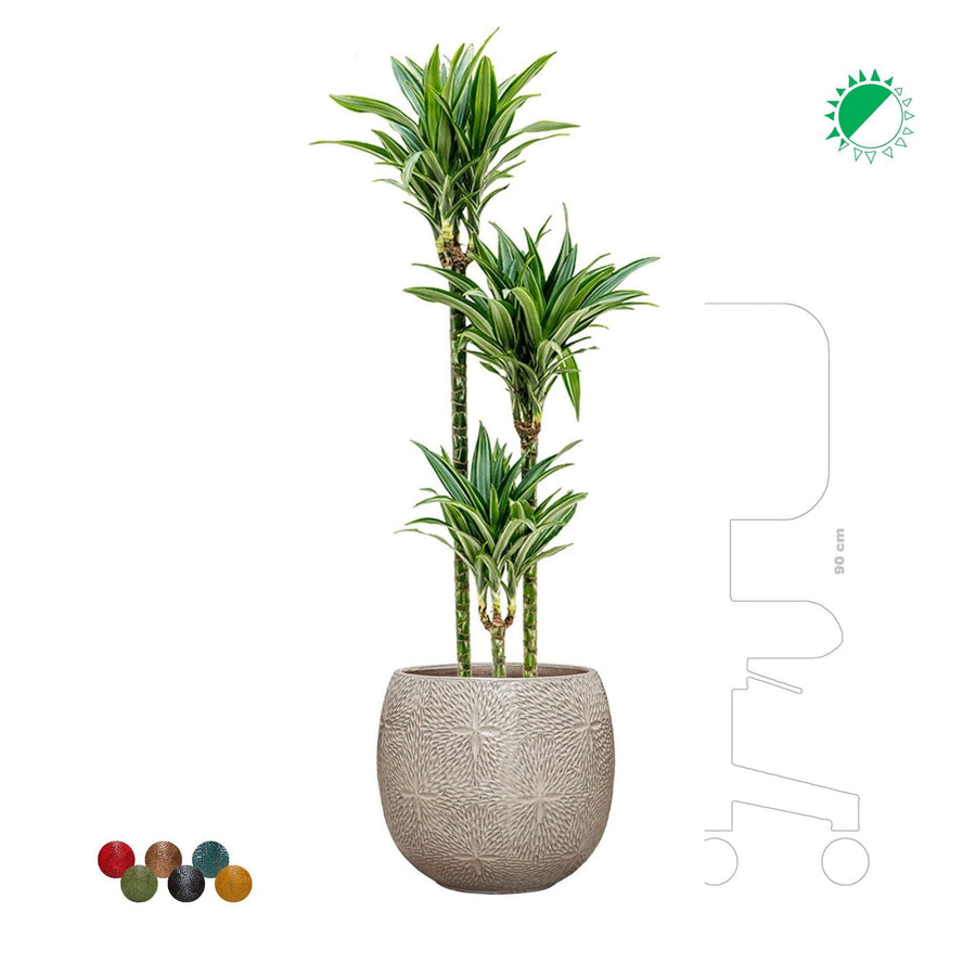 Dracaena fragrans Marly41 PLANTES ET POTS DE BUREAUX 