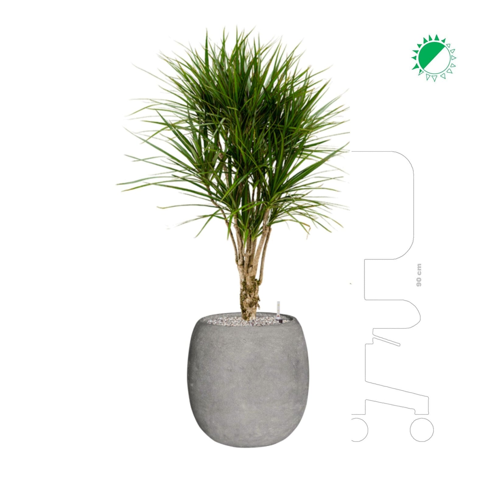 Dracaena marginata Polystone gris42 PLANTES ET POTS DE BUREAUX 