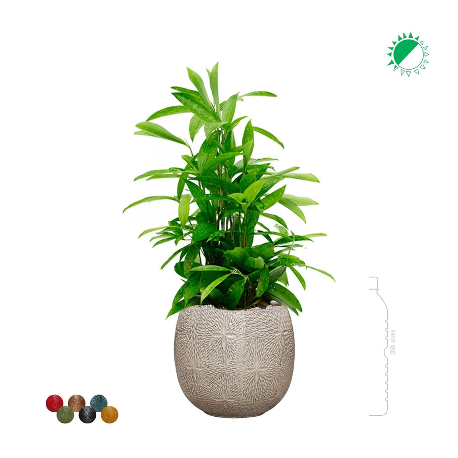 Dracaena Marly30 PLANTES ET POTS DE BUREAUX 