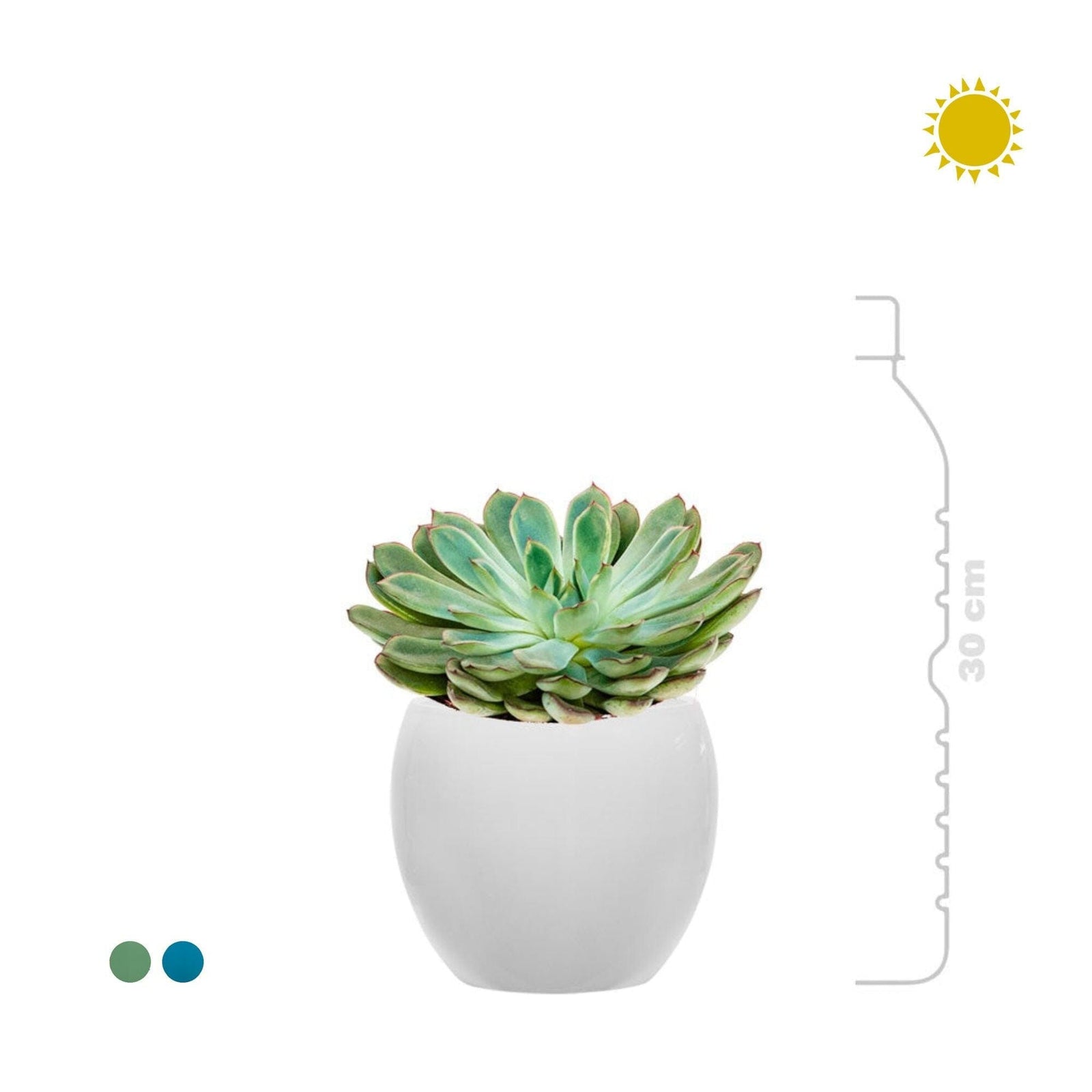 Echeveria Feliz15 PLANTES ET POTS DE BUREAUX 
