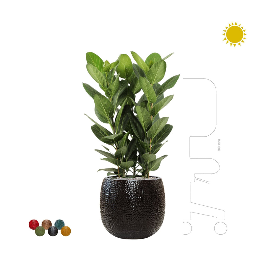 Ficus Benghalensis Marly41 PLANTES ET POTS DE BUREAUX noir Location/entretien (HT/mois) 