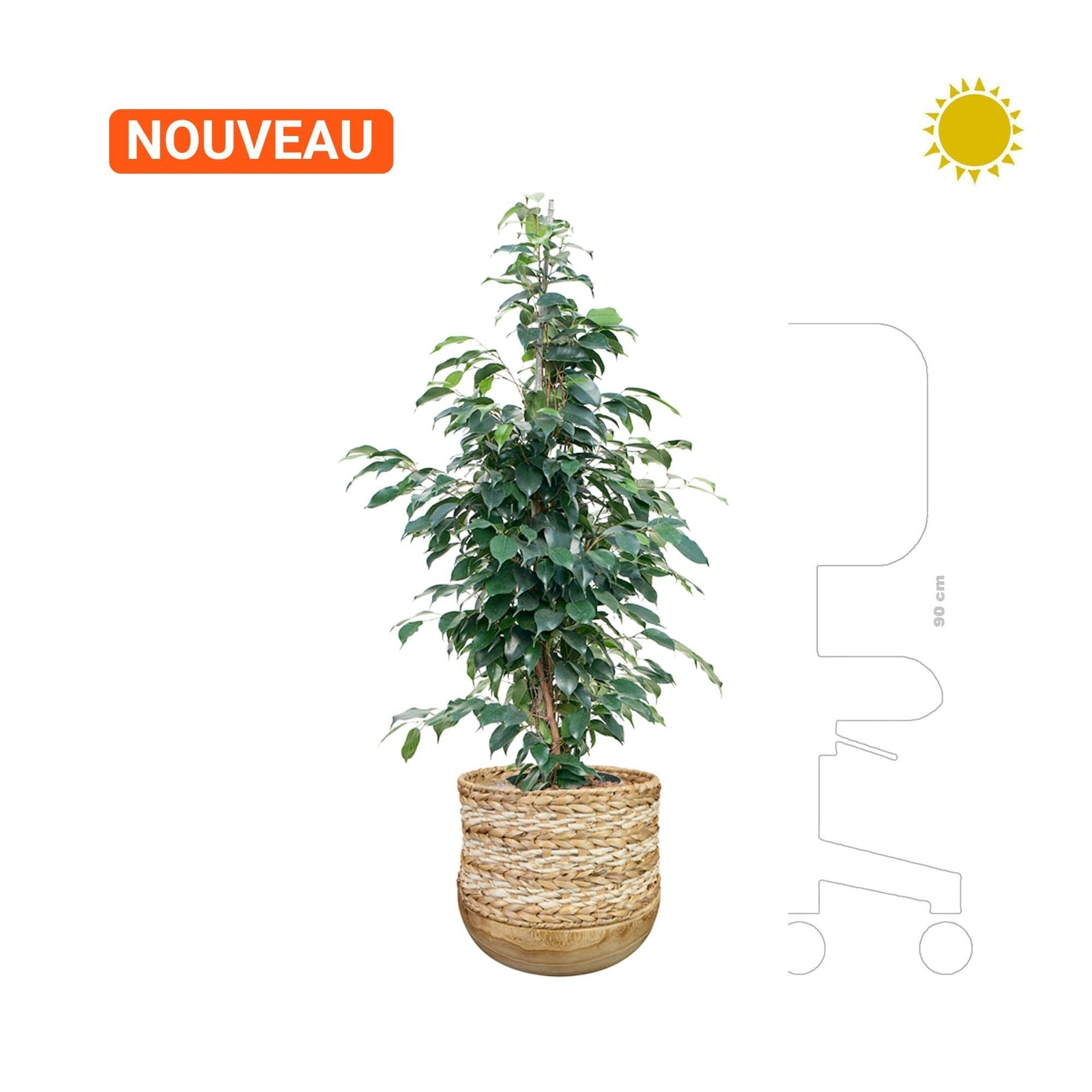 Ficus danielle en Diede PLANTES ET POTS DE BUREAUX 