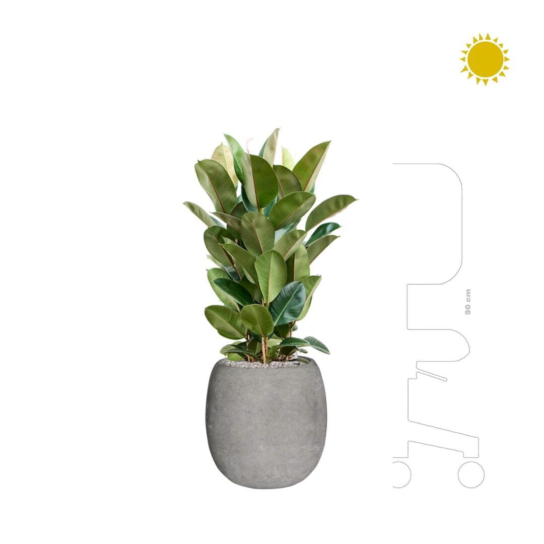 Ficus elastica Polystone gris42 PLANTES ET POTS DE BUREAUX Location/entretien (HT/mois) gris Polystone