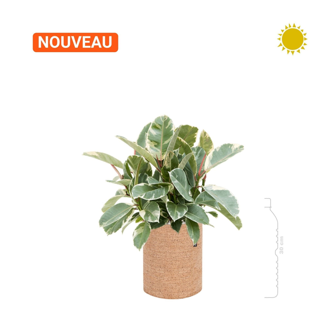 Ficus-elastica-Tineke-Trendcover-23-Cork PLANTES ET POTS DE BUREAUX 