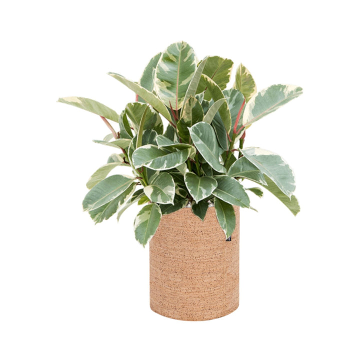 Ficus-elastica-Tineke-Trendcover-23-Cork PLANTES ET POTS DE BUREAUX Location/Entretien (HT/mois) Naturel 