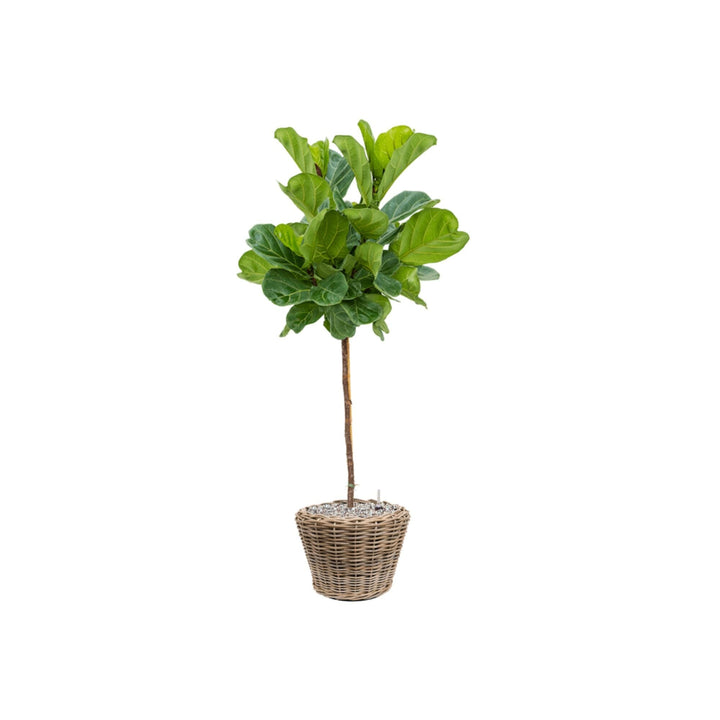 Ficus lyrata dans pot osier rattan