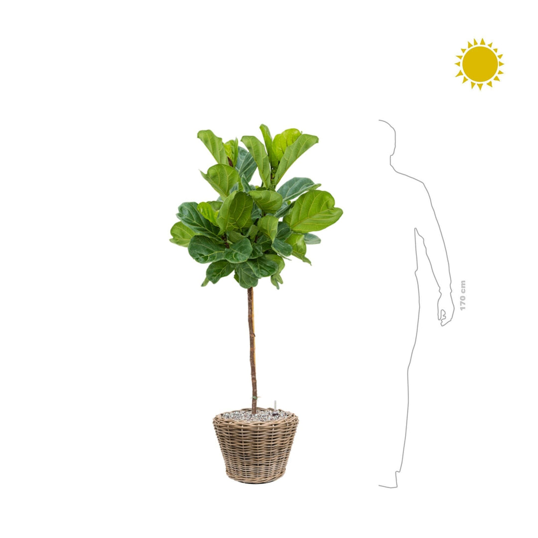 Ficus lyrata drypot rattan