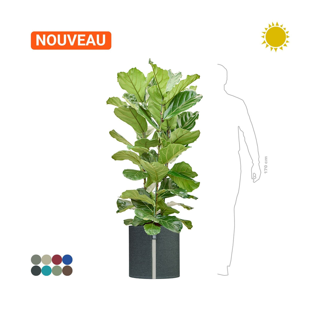 Ficus lyrata MyBac 50 PLANTES ET POTS DE BUREAUX Location/entretien (HT/mois) Graphite Textile