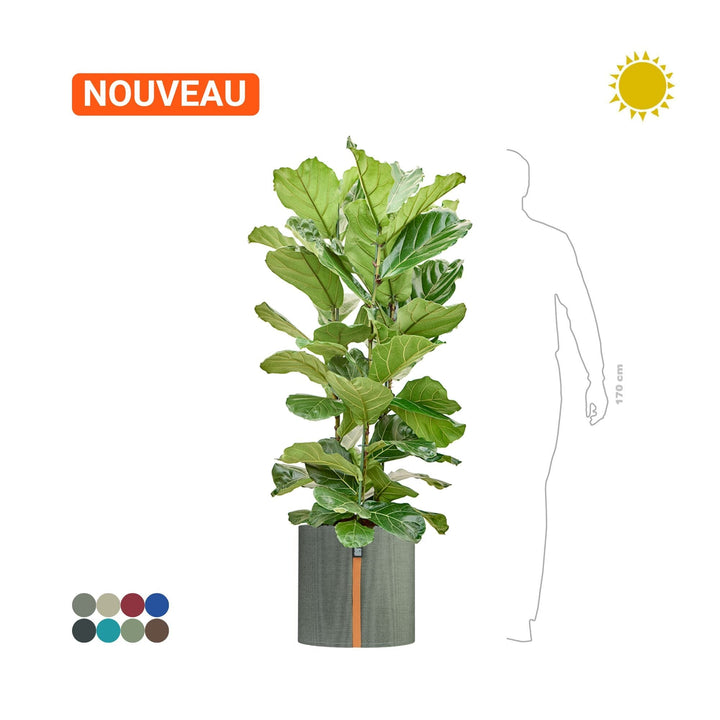 Ficus lyrata MyBac 50 PLANTES ET POTS DE BUREAUX Location/entretien (HT/mois) Gris Textile
