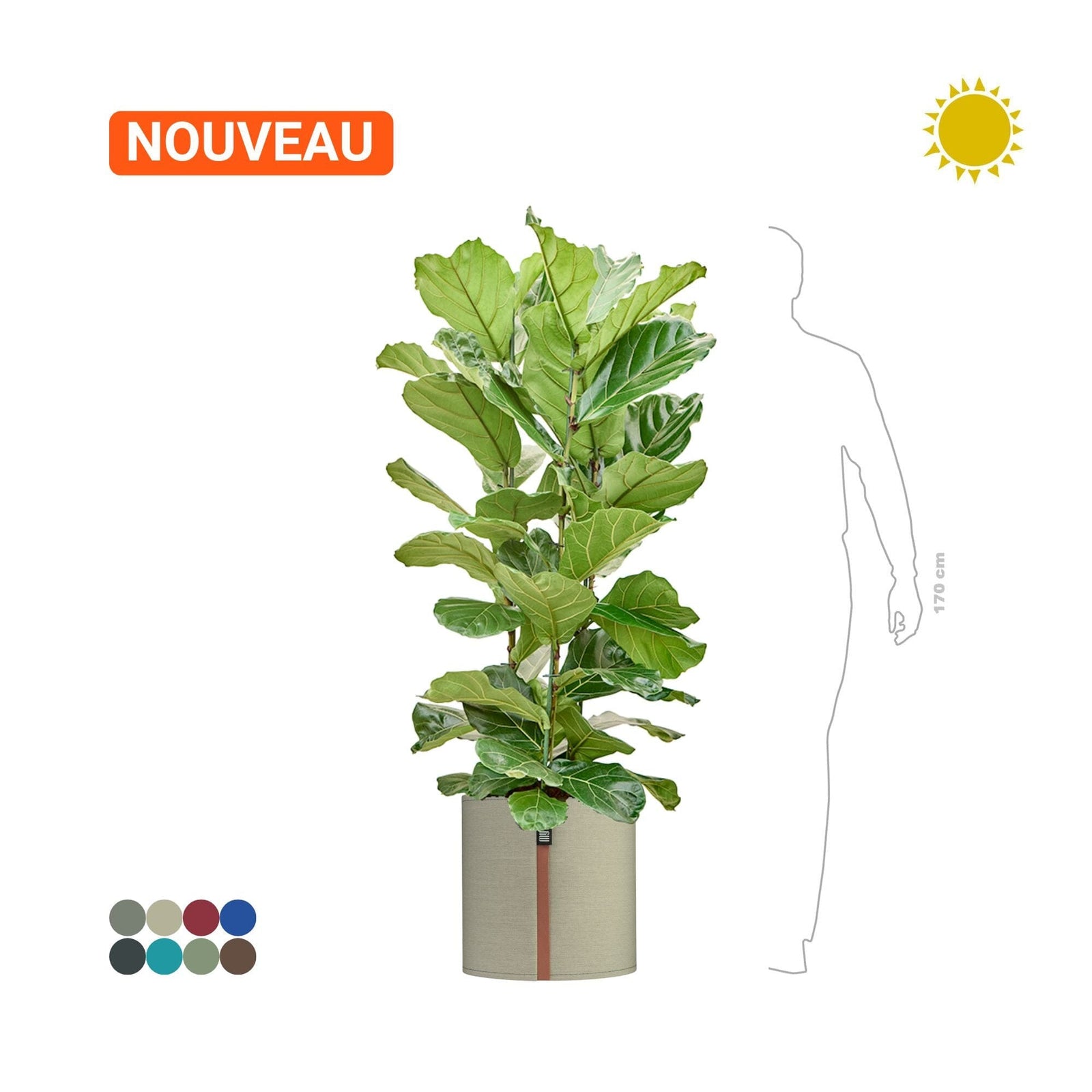 Ficus lyrata MyBac 50 PLANTES ET POTS DE BUREAUX Location/entretien (HT/mois) Vert Textile