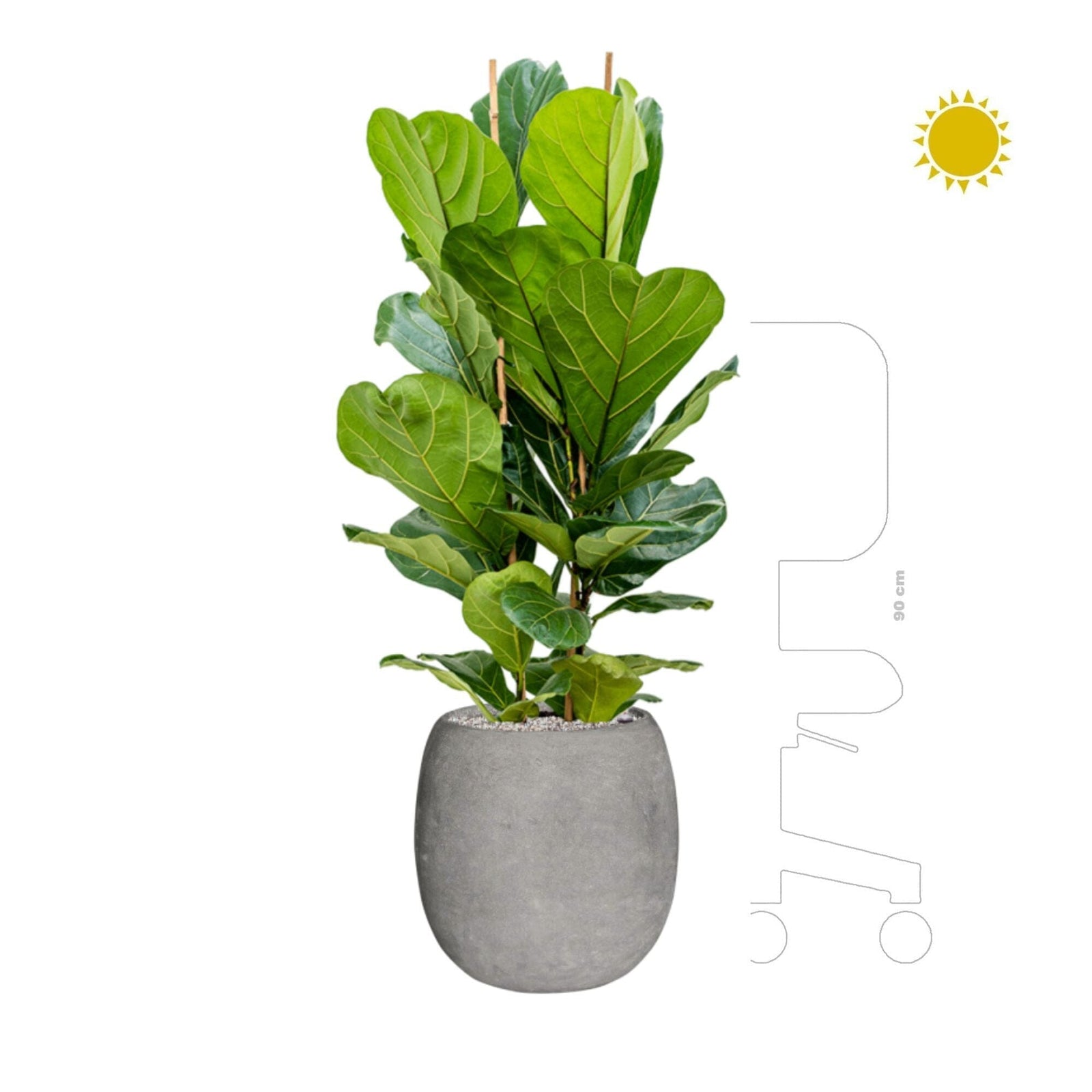 Ficus lyrata Polystone gris42 PLANTES ET POTS DE BUREAUX 
