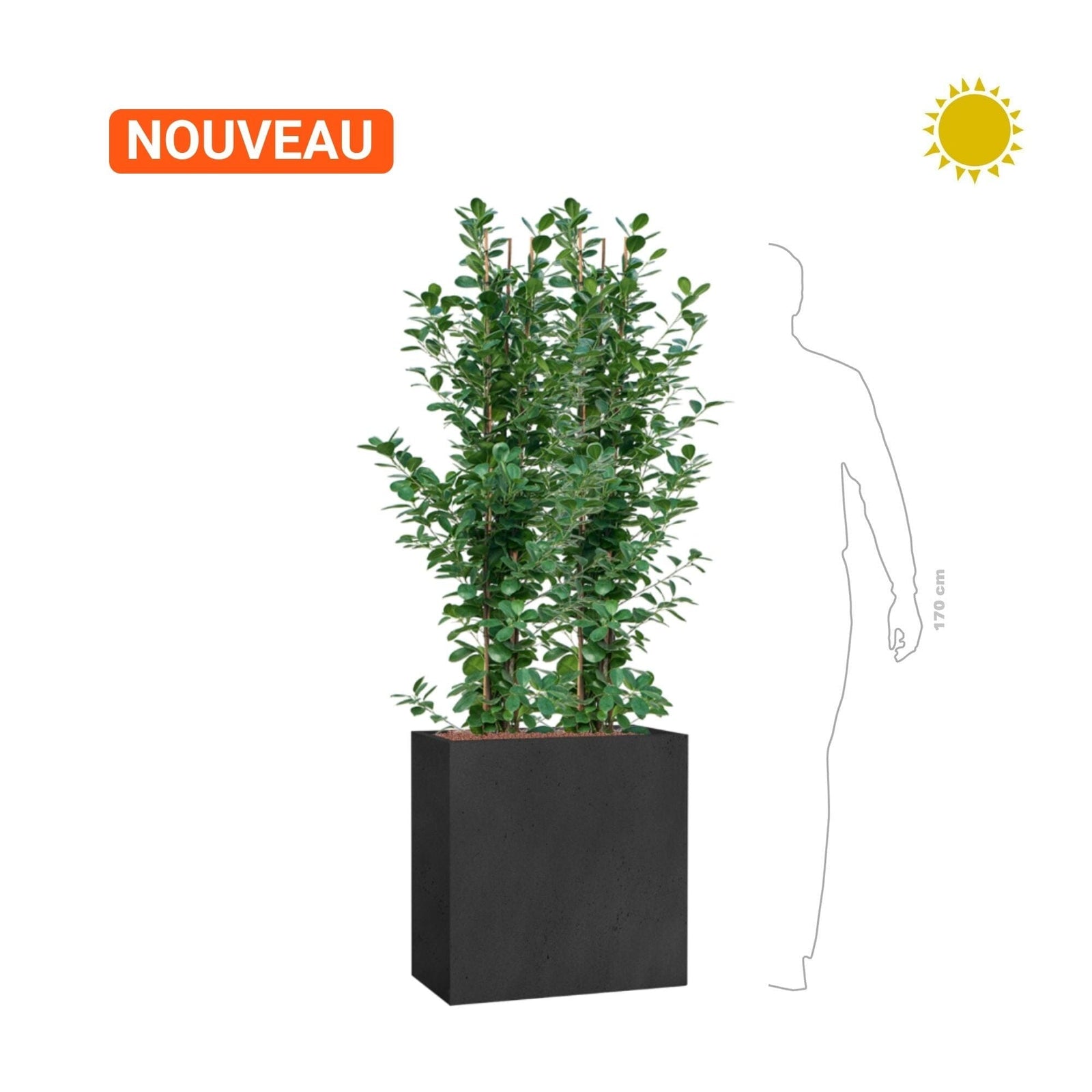 Ficus microcarpa "Moclame" Grigio68 PLANTES ET POTS DE BUREAUX 