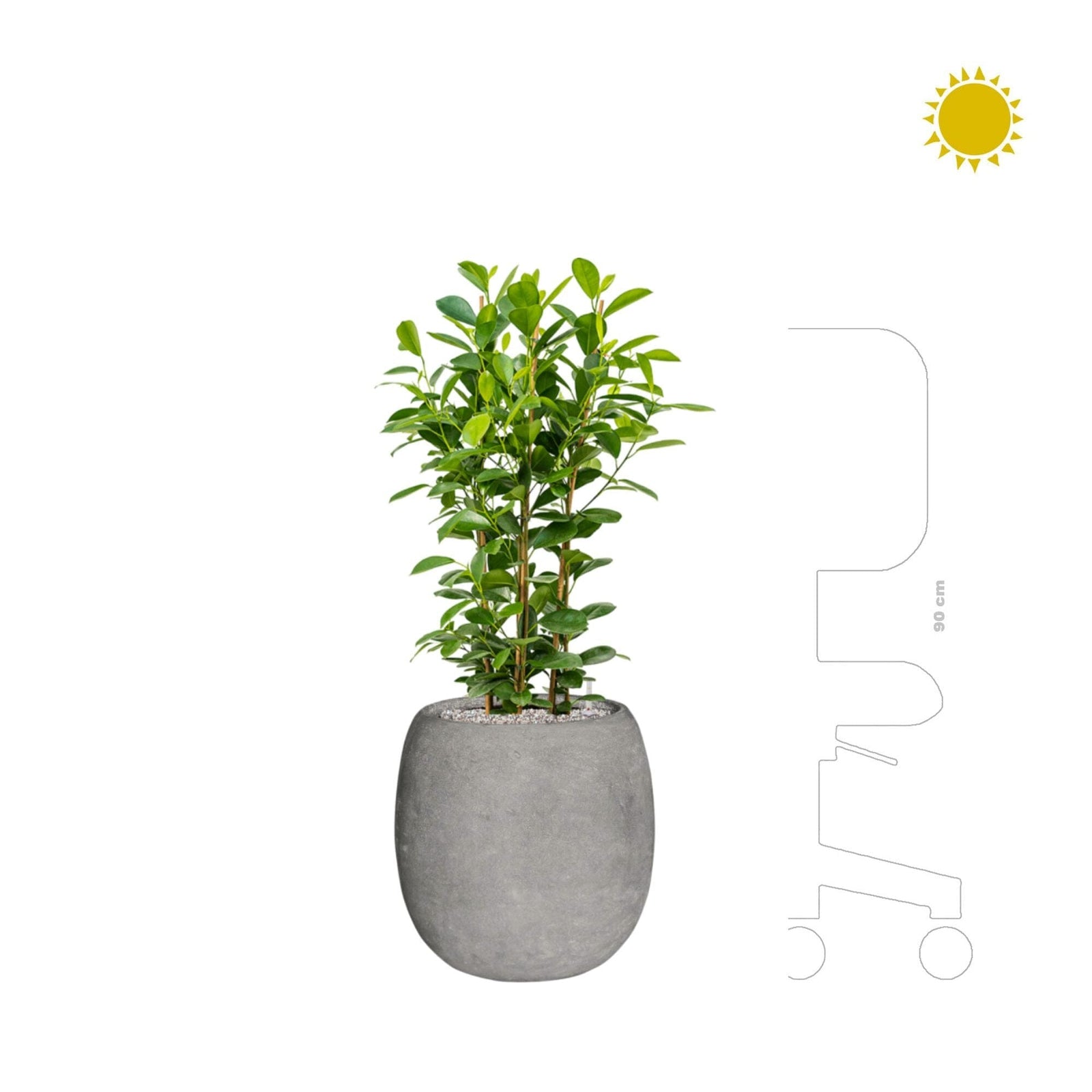 Ficus microcarpa 'Moclame' Polystone gris42 PLANTES ET POTS DE BUREAUX 
