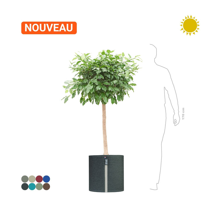 Ficus microcarpa MyBac50 PLANTES ET POTS DE BUREAUX Location/Entretien (HT/mois) Graphite 