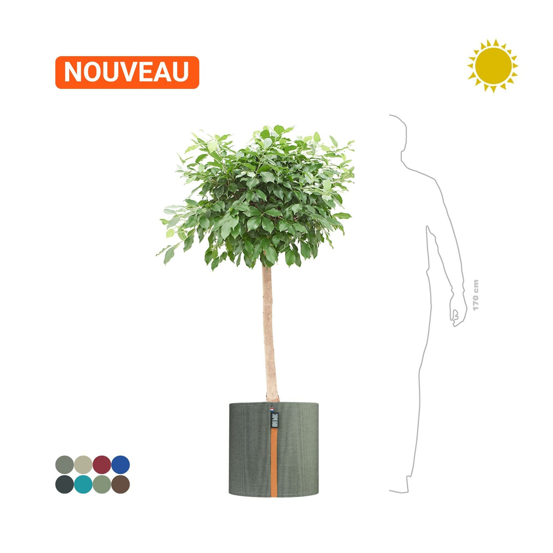 Ficus microcarpa MyBac50 PLANTES ET POTS DE BUREAUX Location/Entretien (HT/mois) Gris 