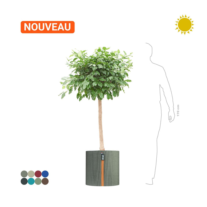 Ficus microcarpa MyBac50 PLANTES ET POTS DE BUREAUX Location/Entretien (HT/mois) Gris 