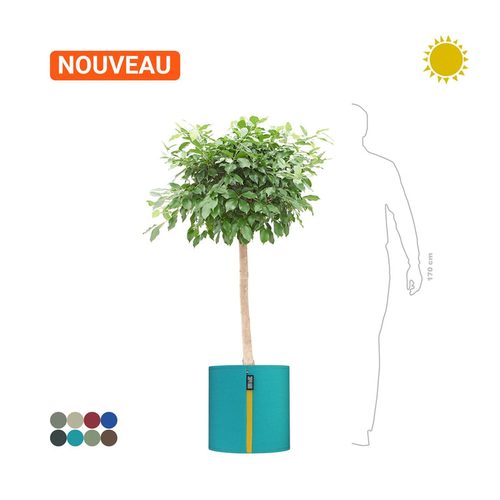 Ficus microcarpa MyBac50 PLANTES ET POTS DE BUREAUX Location/Entretien (HT/mois) Turquoise 