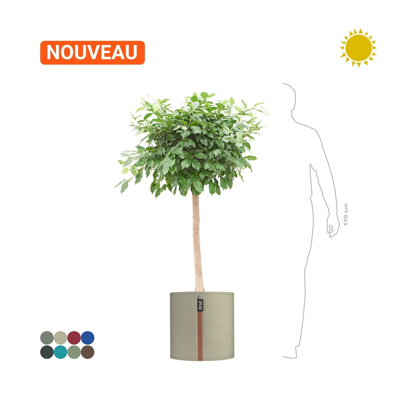 Ficus microcarpa MyBac50 PLANTES ET POTS DE BUREAUX Location/Entretien (HT/mois) Vert 