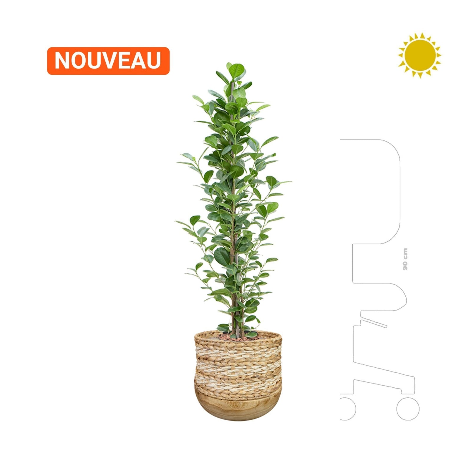 Ficus moclame en Diede PLANTES ET POTS DE BUREAUX 