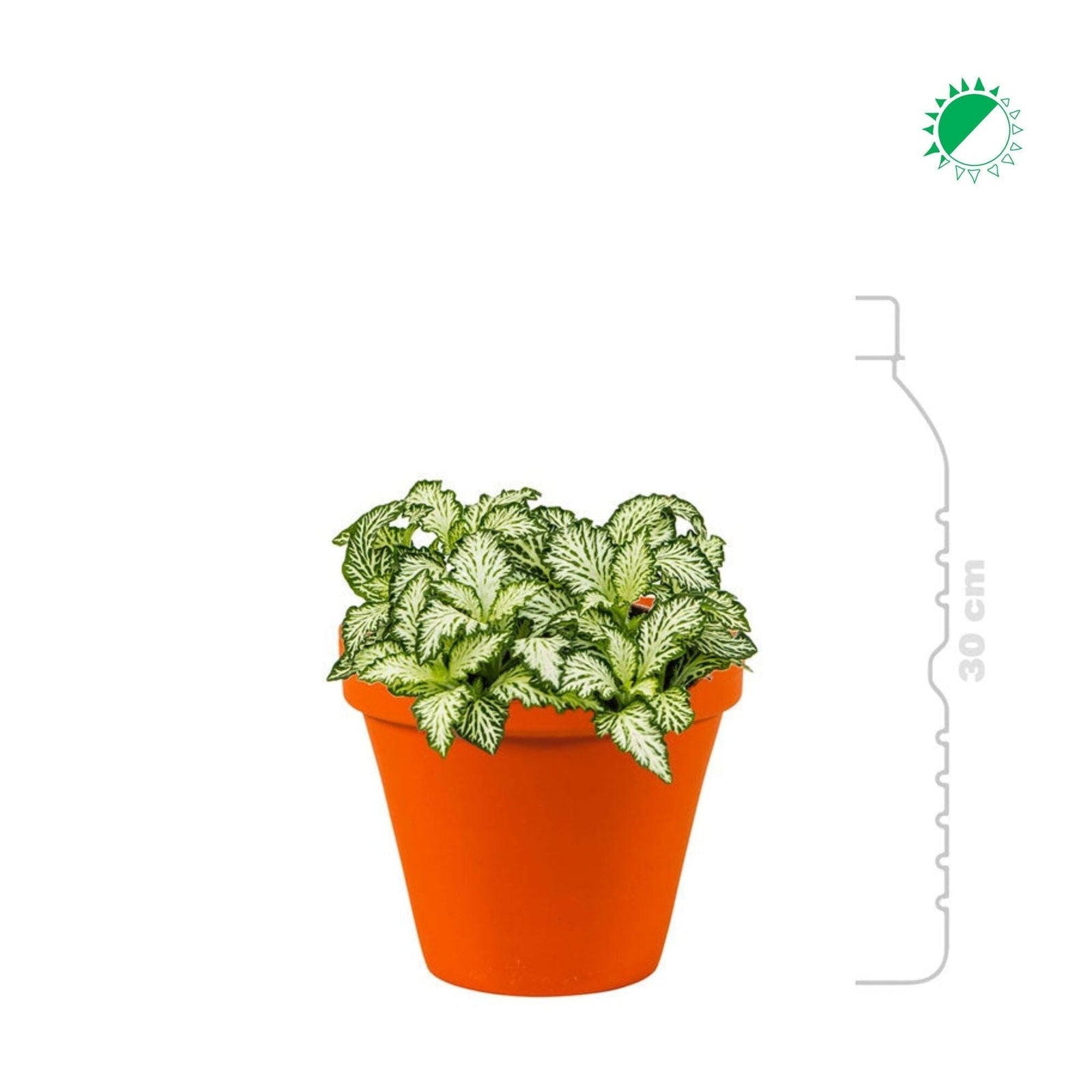 Fittonia Terra Cotta mini PLANTES ET POTS DE BUREAUX 