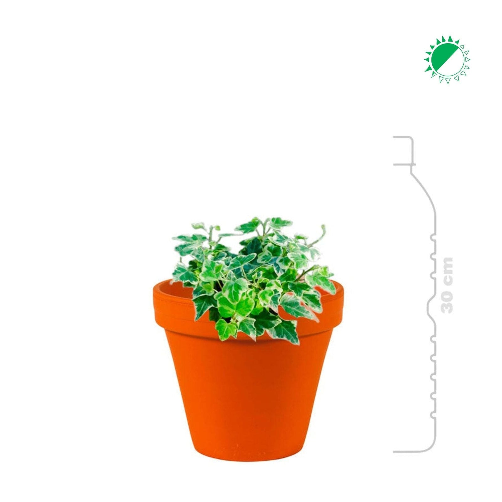 Hedera Terra Cotta mini PLANTES ET POTS DE BUREAUX 